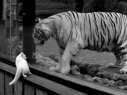 北非之狮怒吼非洲之巅,突尼斯关键战力擒安哥拉,抢下奥运周期制高点