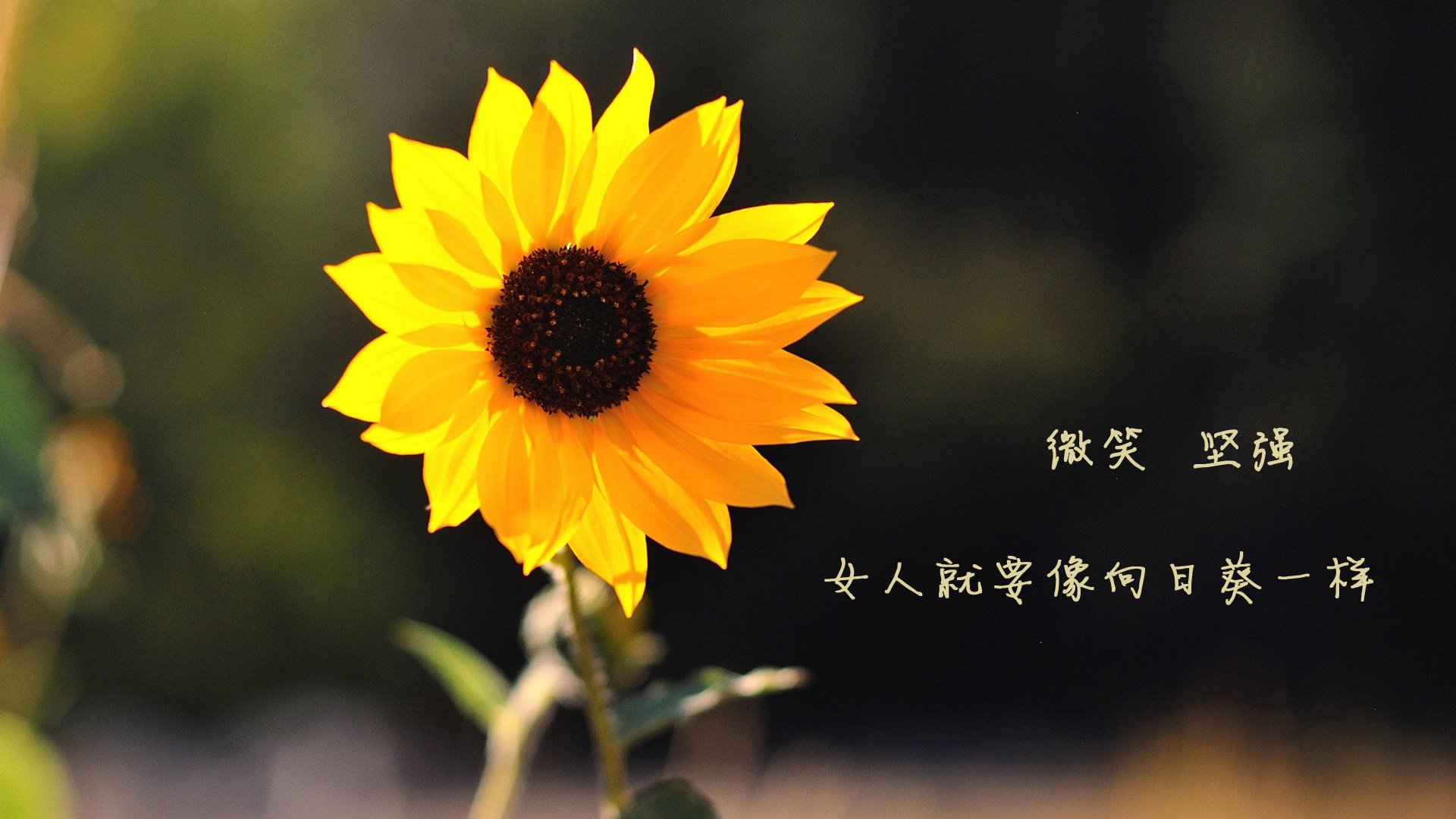 节奏绞杀,公牛如何用时间魔术将奇才肢解,切特·霍姆格伦成为控场大师