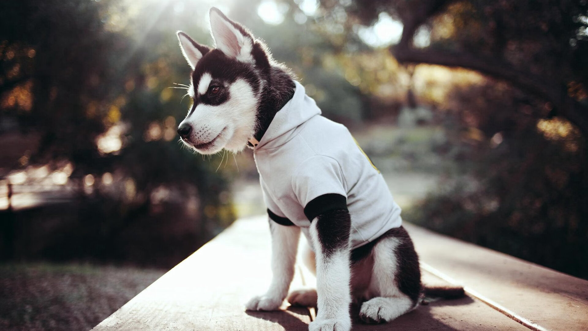 孤星耀夜，杜兰特49分难敌鹈鹕群狼