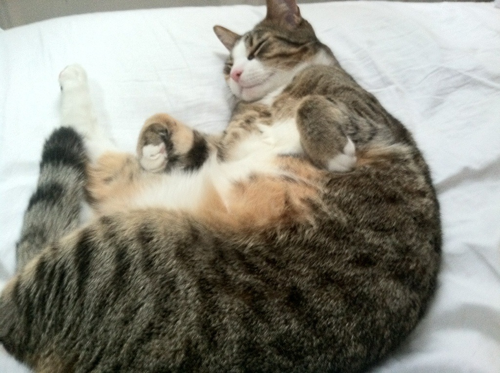 国际足球日,努涅斯爆发引领乌拉圭逆转,比利时稳扎稳打轻取英格兰