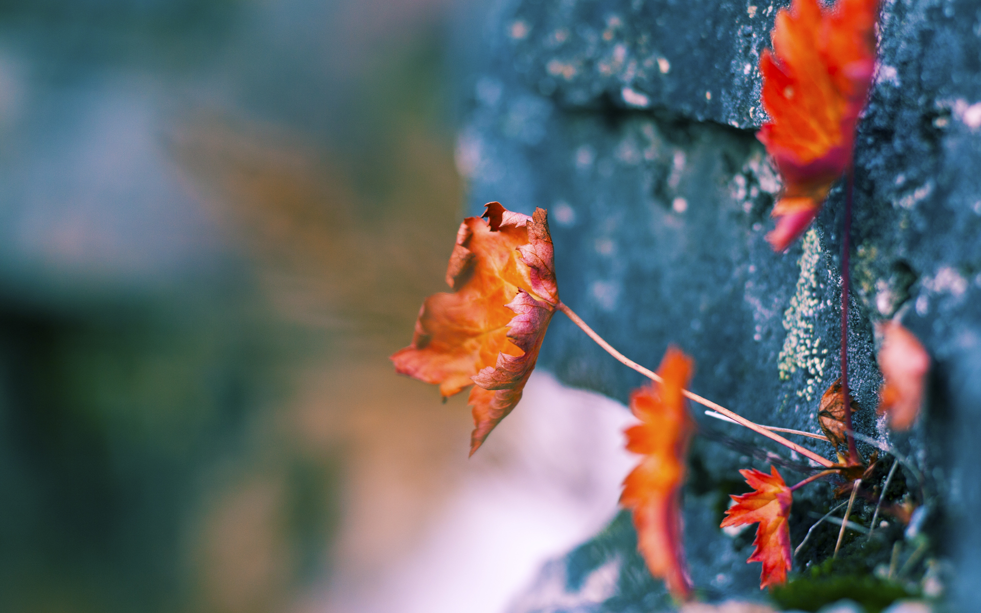 逆袭之夜，广厦借伦纳德之力掀翻凯尔特人，书写篮球新传奇