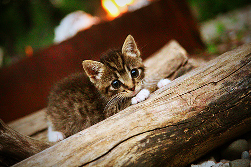 山西队稳稳拿下独行侠，切特关键先生本色演绎助队豪取胜利