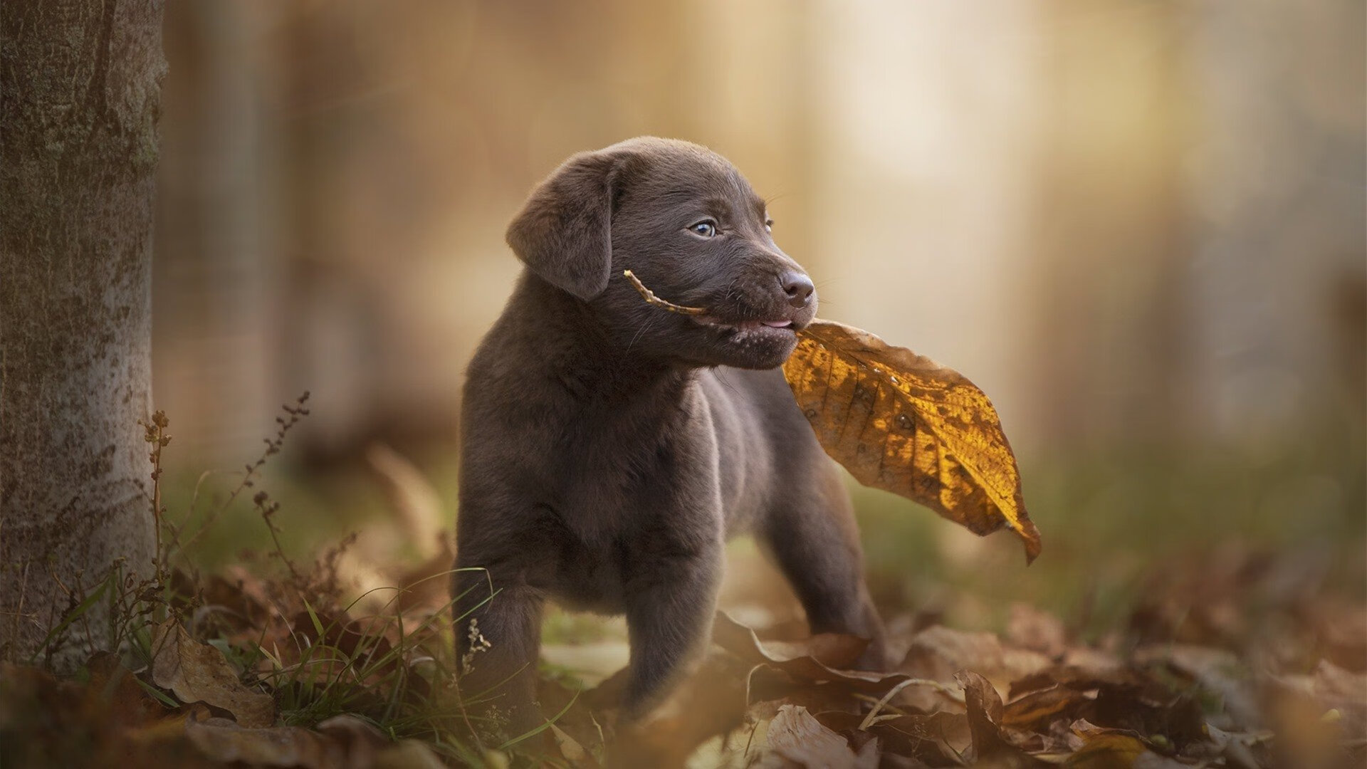 老鹰狂胜雄鹿!福克斯在西决生死战接管比赛,凤凰城见证新王诞生