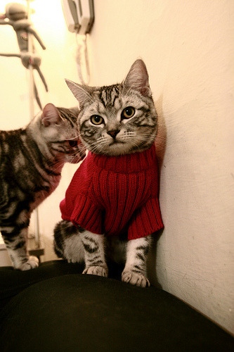 双城记，篮网争冠战擒吉林，约基奇西决生死局封神