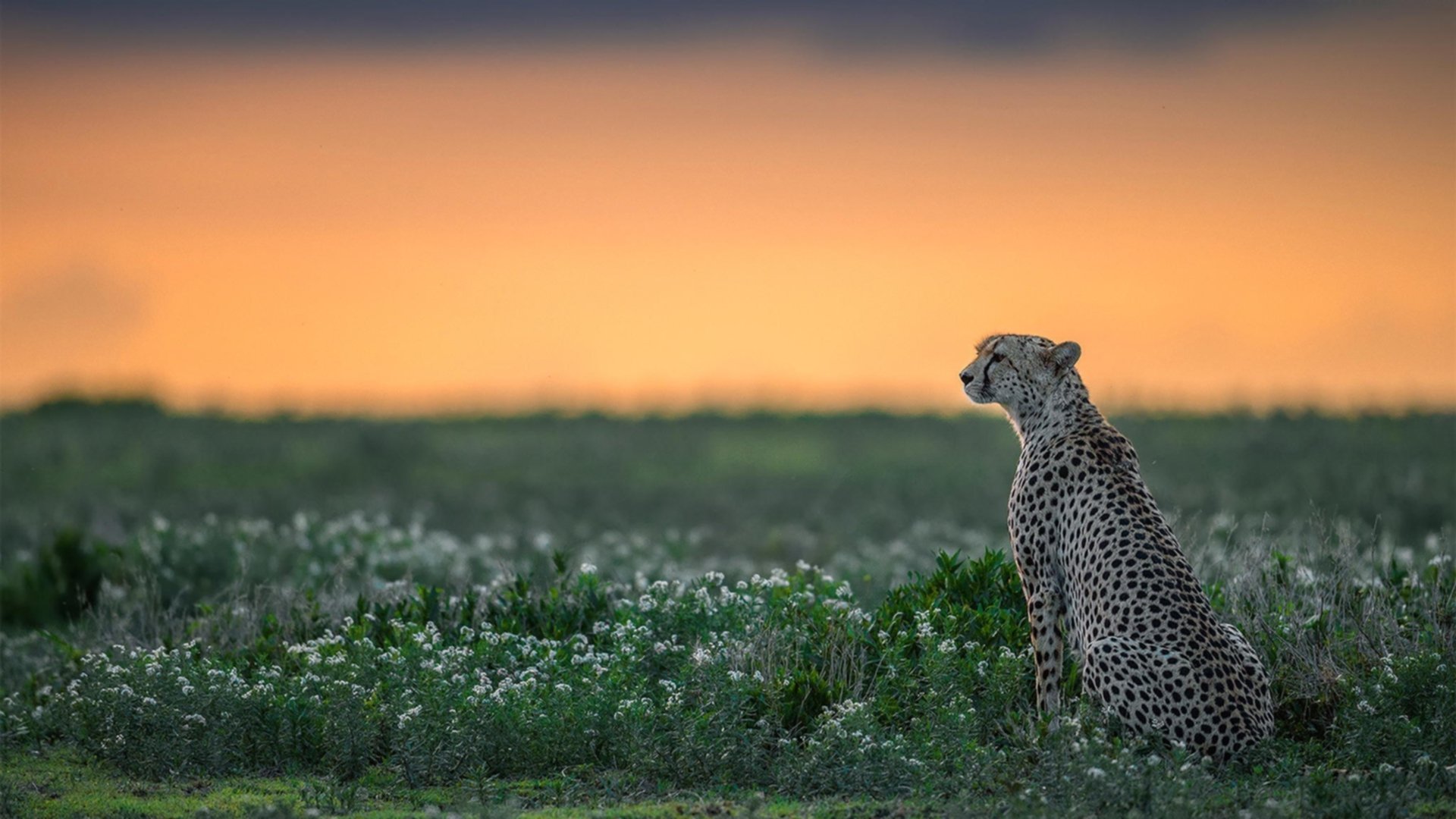 冰与火之歌,波兰神锋险胜尤文,罗德里戈欧冠半决赛接管比赛