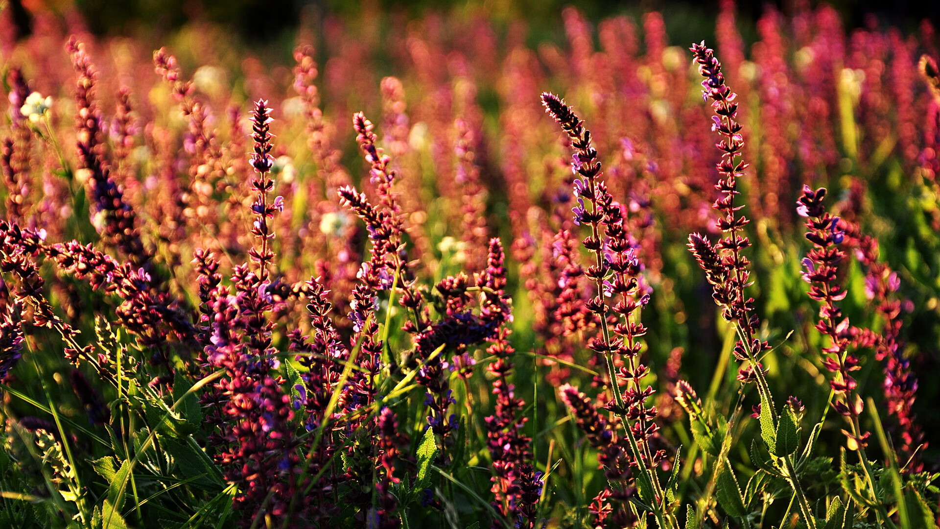 莫兰特末节接管比赛，快船主场力克奇才