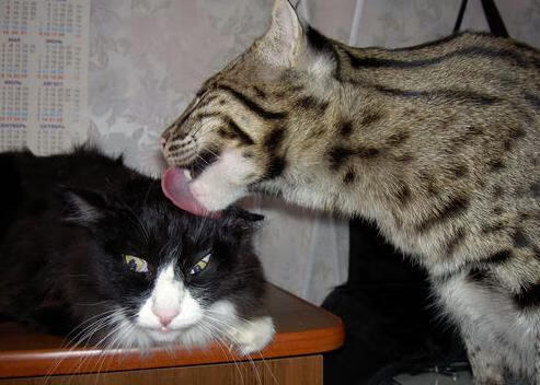 绿茵风暴，里昂横扫阿尔及利亚，2026世界杯上演技术革命