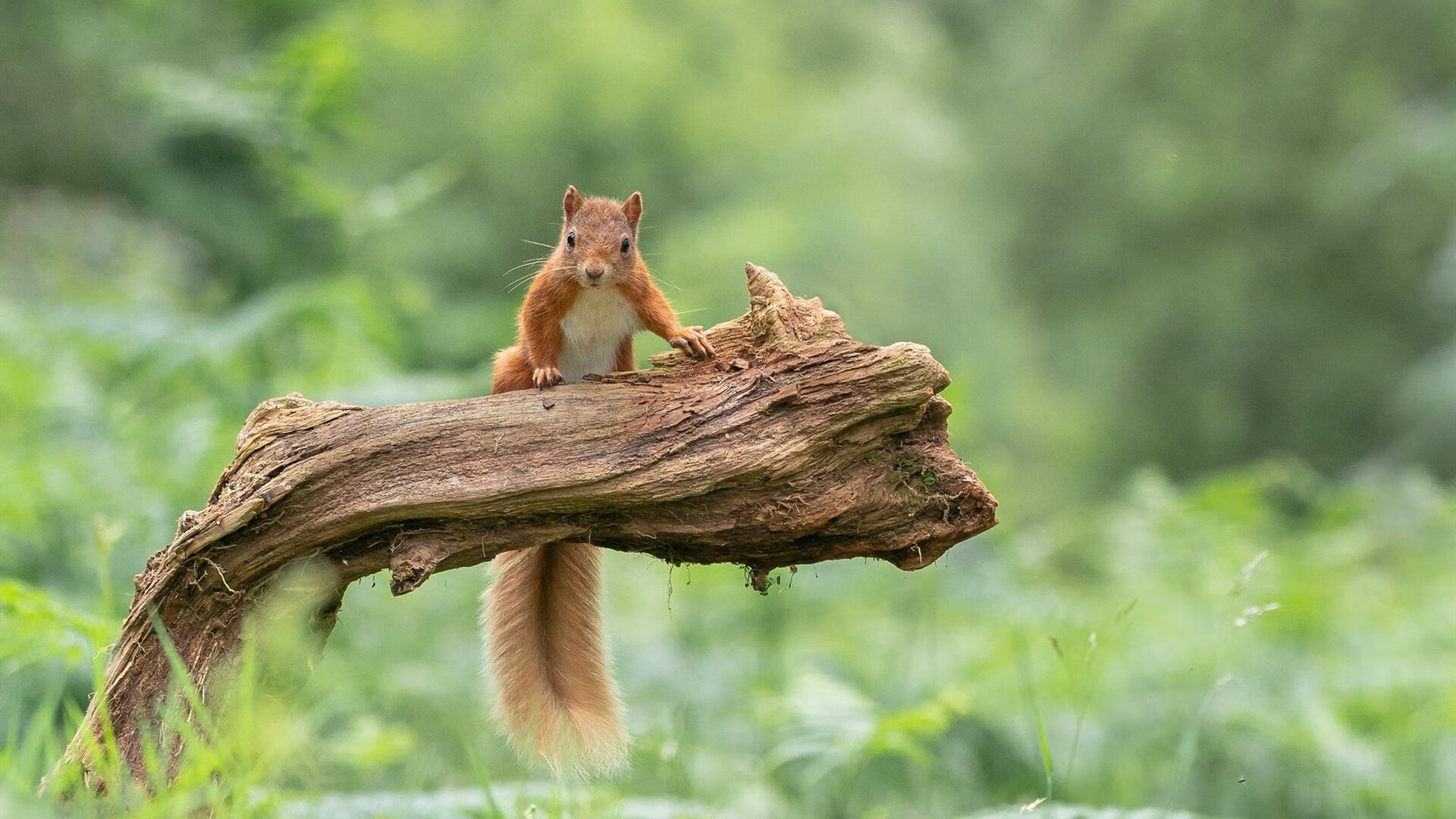 黑暗中的节奏魔术师,字母哥如何像F1车手一样掌控全场