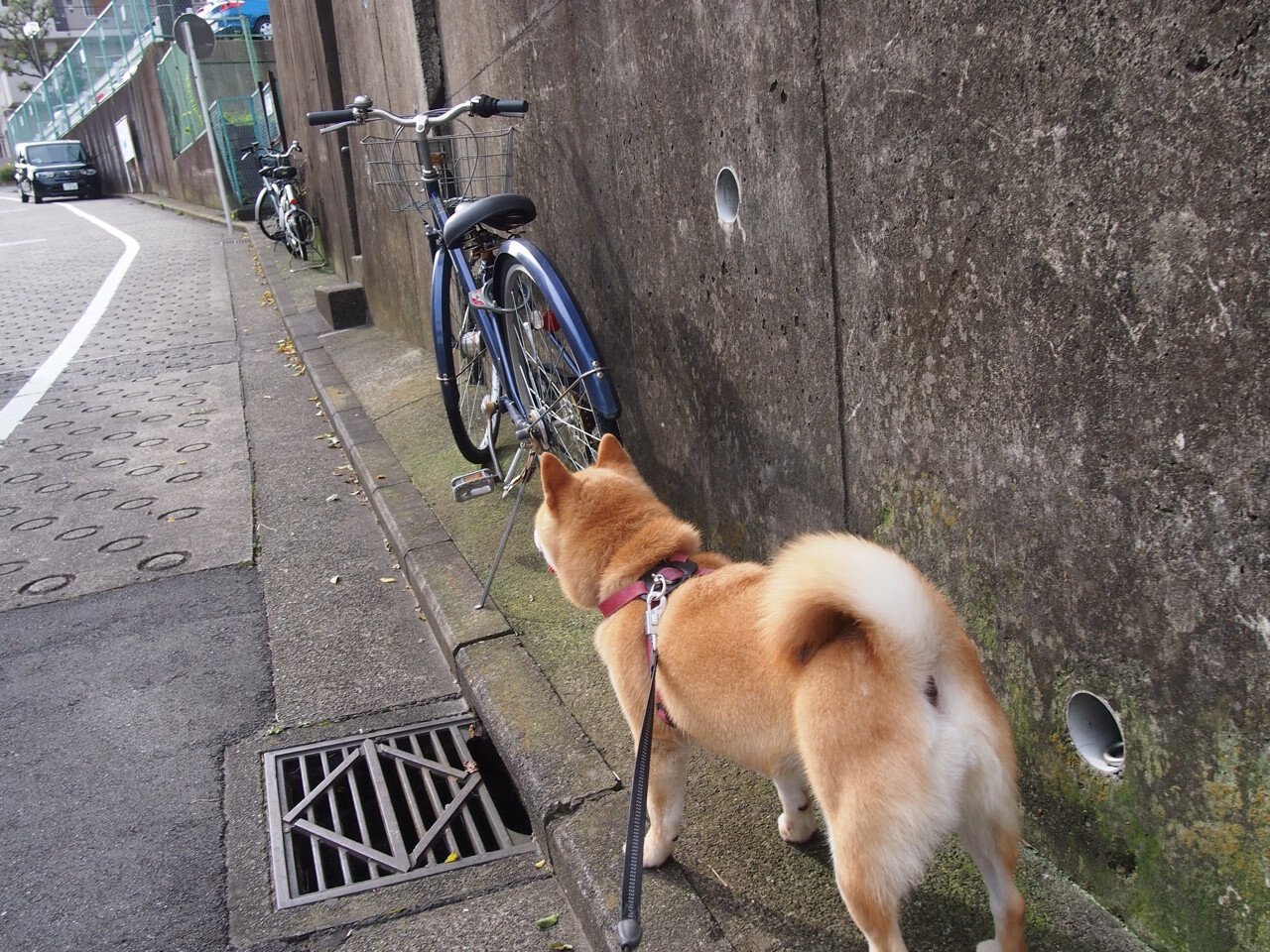 哈利伯顿单骑破阵轰38分,雷霆鏖战加时破浙江铁血围剿