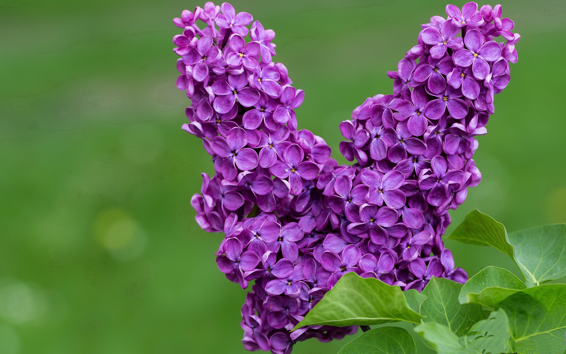 新疆铁骑冲垮上海连营,约基奇化身欧陆风暴眼