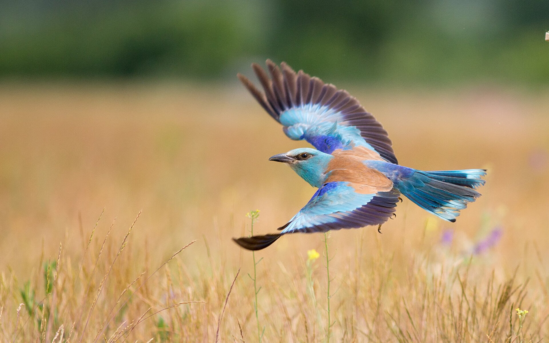 当东方巨龙强行终结西方国王，福克斯化身关键先生书写传奇